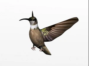 colibr&igrave; Modello 3D