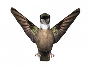 humming bird 3D Model