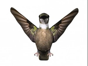 colibr&igrave; Modello 3D