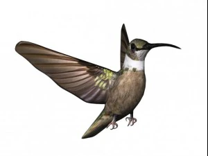 colibr&igrave; Modello 3D
