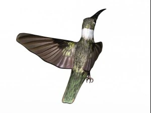 colibr&igrave; Modello 3D