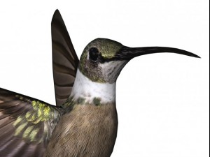humming bird 3D Model