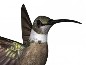 colibr&igrave; Modello 3D