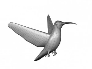 colibr&igrave; Modello 3D