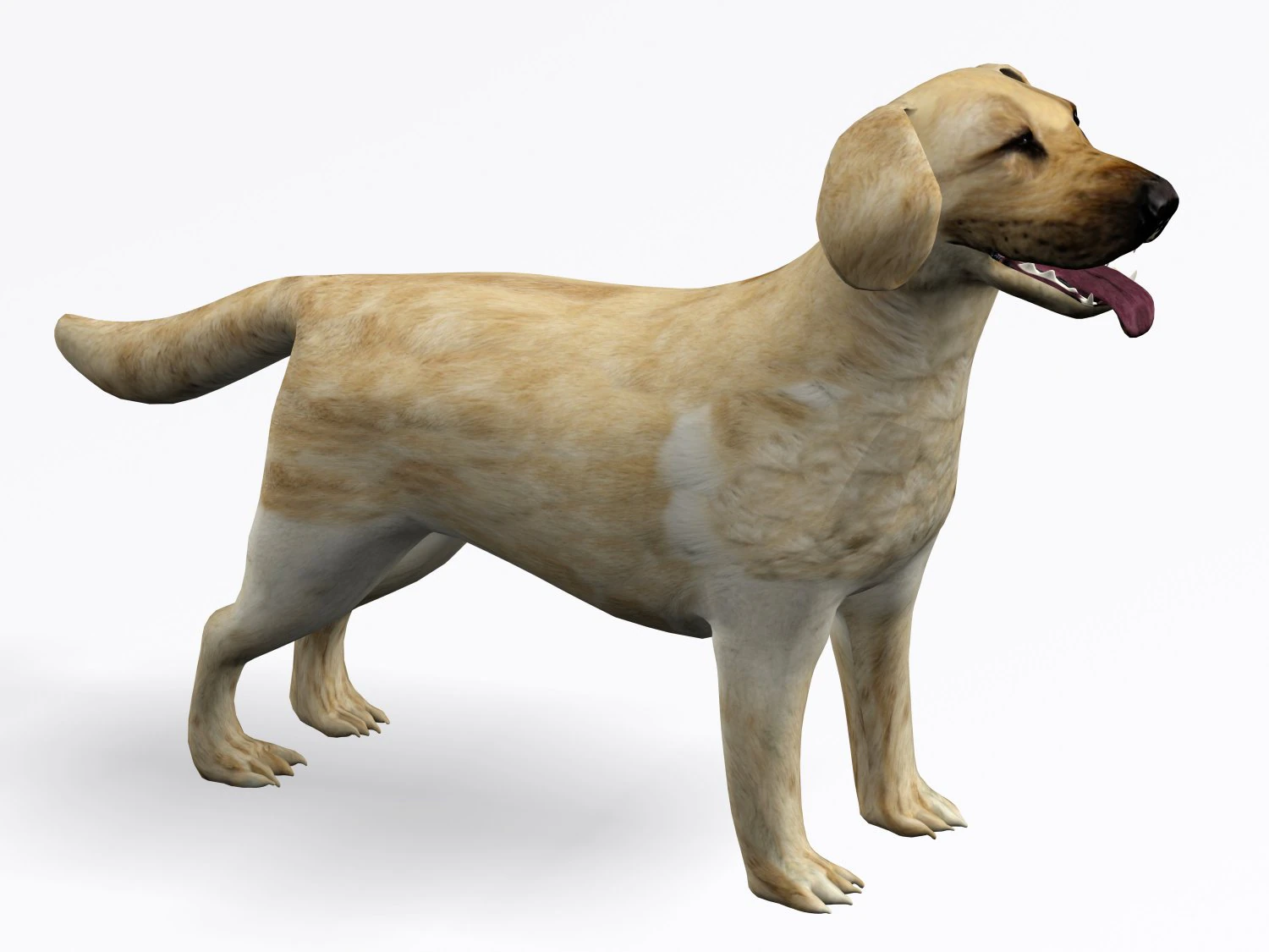 labrador retriever 3D Model .c4d .max .obj .3ds .fbx .stl .blend 