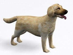 labrador retriever 3D Model