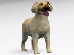 labrador retriever 3D Model