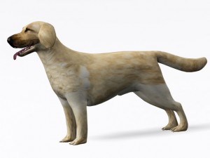 labrador retriever Model 3D