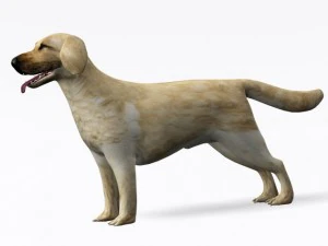 labrador retriever 3D Model