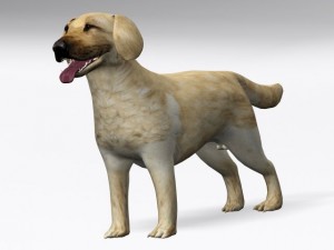 labrador retriever Model 3D