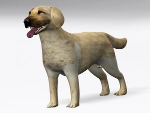 labrador retriever 3D Model