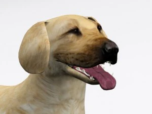 labrador retriever 3D Model