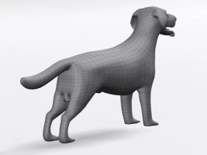 labrador retriever 3D Model