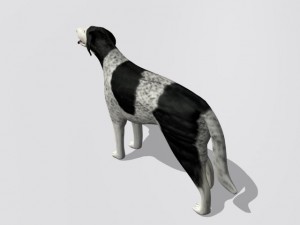 russian wolfhound borzoi Modello 3D