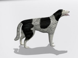 russian wolfhound borzoi Modello 3D