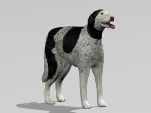russian wolfhound borzoi Modello 3D