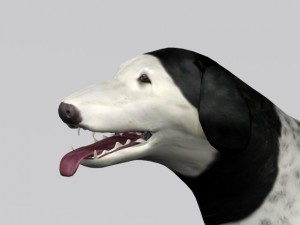 russian wolfhound borzoi Modello 3D