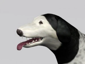 ロシアのウルフハウンド ボルゾイ 3Dモデル