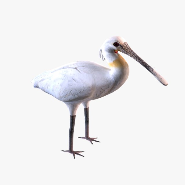 Eurasian spoonbill 3Dモデル .c4d .max .obj .3ds .fbx .stl .blend 