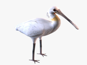 Eurasian spoonbill 3D मॉडल