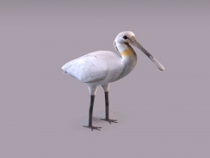 Eurasian spoonbill 3Dモデル