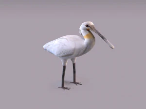 Spatola eurasiatica Modello 3D