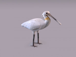 Eurasian spoonbill 3Dモデル