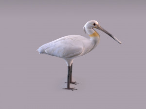Eurasian spoonbill 3Dモデル