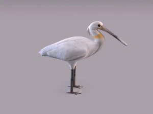 Spatola eurasiatica Modello 3D