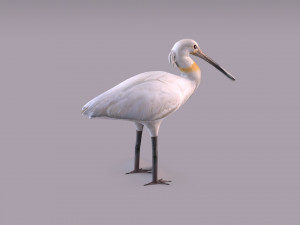 Eurasian spoonbill 3Dモデル