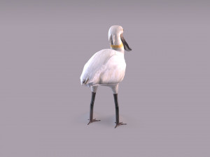 Eurasian spoonbill 3Dモデル