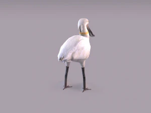 Spatola eurasiatica Modello 3D