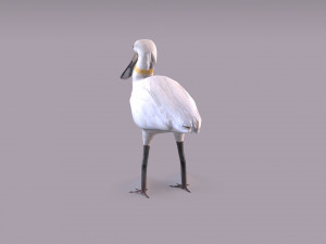 Eurasian spoonbill 3Dモデル