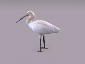 Eurasian spoonbill 3Dモデル