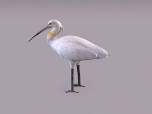 Spatola eurasiatica Modello 3D