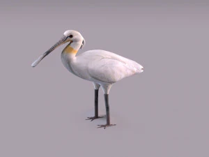 Spatola eurasiatica Modello 3D