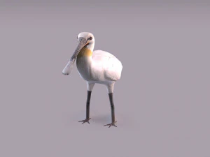 Spatola eurasiatica Modello 3D