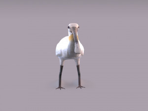 Eurasian spoonbill 3Dモデル
