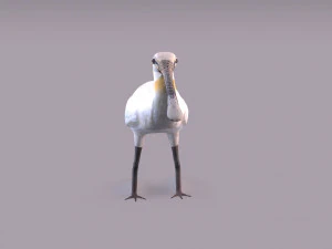 Spatola eurasiatica Modello 3D