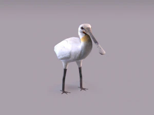 Spatola eurasiatica Modello 3D