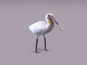 Eurasian spoonbill 3Dモデル