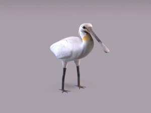 Spatola eurasiatica Modello 3D