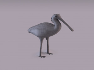 Eurasian spoonbill 3Dモデル