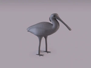 Spatola eurasiatica Modello 3D