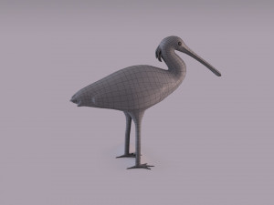 Eurasian spoonbill 3Dモデル