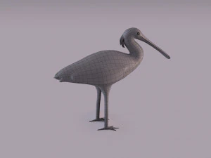 Spatola eurasiatica Modello 3D