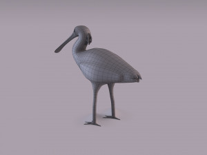Eurasian spoonbill 3Dモデル