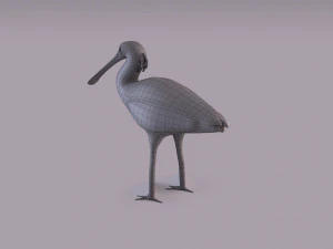 Spatola eurasiatica Modello 3D