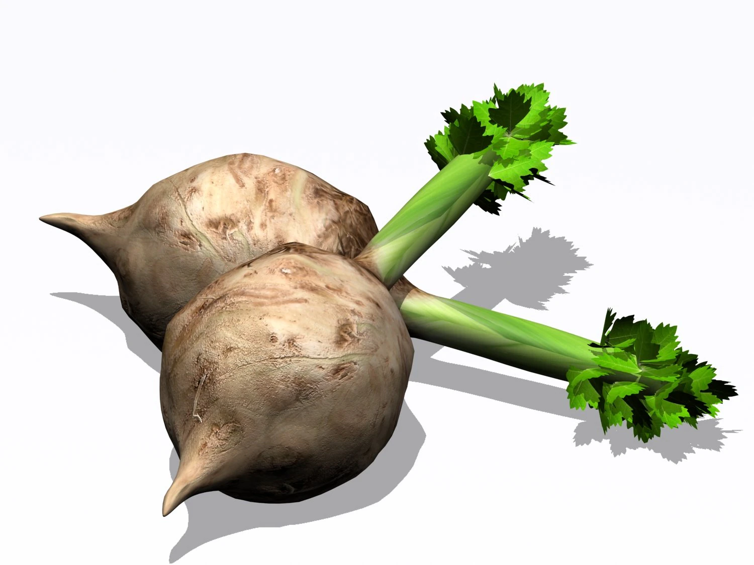 celery 3D Model .c4d .max .obj .3ds .fbx .stl .blend 