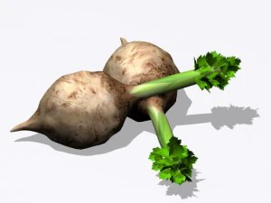 celery 3D Model